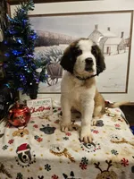 Gus Gus, a male Saint Bernard for sale in Salisbury, MD – Photo 4 of 8