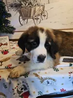 Nicholas, a male Saint Bernard for sale in Salisbury, MD – Photo 1 of 4