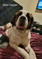 Nicholas, a male Saint Bernard for sale in Salisbury, MD – Photo 4 of 4