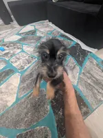 Bracelet, a male Yorkshire Terrier for sale in Bronx, NY – 3 of 3