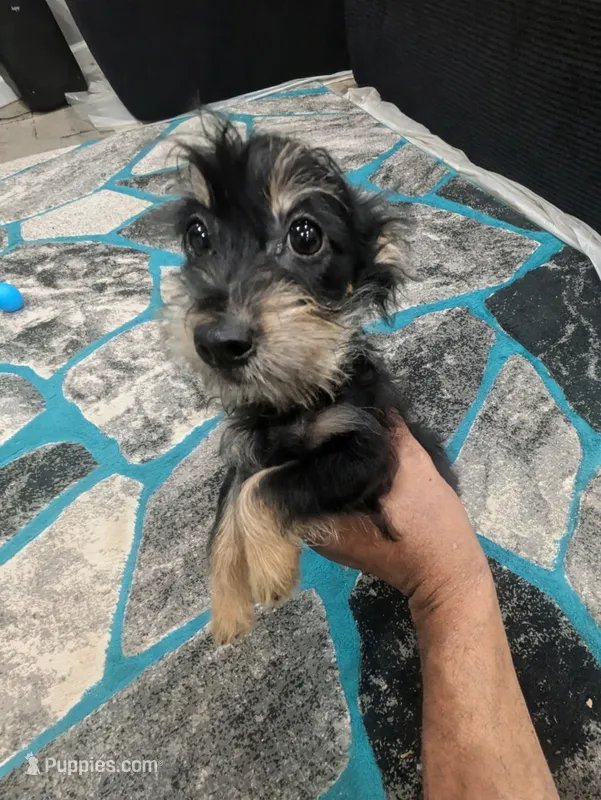 Bracelet – Yorkshire Terrier puppy for sale in Bronx, NY