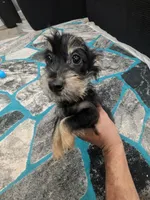 Bracelet, a male Yorkshire Terrier for sale in Bronx, NY – 1 of 3