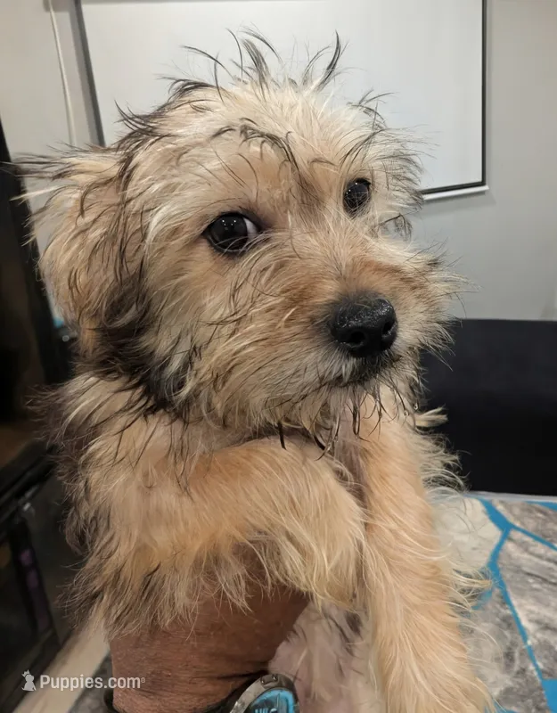 Teapea – Yorkshire Terrier puppy for sale in Bronx, NY