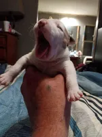 Little girl, a female American Bully for sale in Woodville, AL – 3 of 3