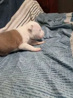 Little girl, a female American Bully for sale in Woodville, AL – 2 of 3