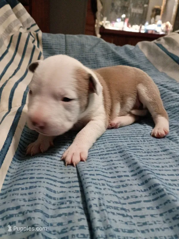 Little girl – American Bully puppy for sale in Woodville, AL