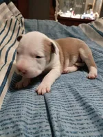 Little girl, a female American Bully for sale in Woodville, AL – 1 of 3