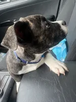 Miles, a male American Bulldog and French Bulldog for sale in Houston, TX – 1 of 4
