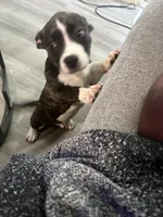 Miles, a male American Bulldog and French Bulldog for sale in Houston, TX – 3 of 4