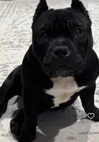 Miles, a male American Bulldog and French Bulldog for sale in Houston, TX – 2 of 4