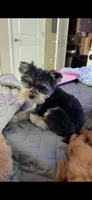 Milo, a male Yorkshire Terrier for sale in Evansville, IN – 4 of 9