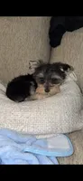 Milo, a male Yorkshire Terrier for sale in Evansville, IN – 7 of 9