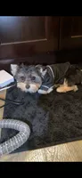 Milo, a male Yorkshire Terrier for sale in Evansville, IN – 2 of 9