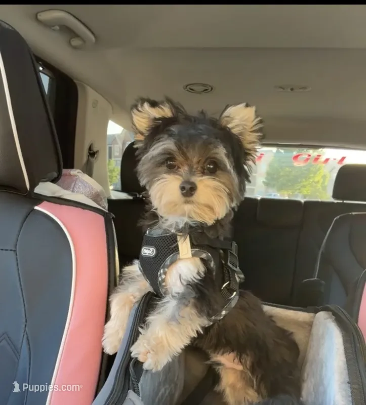 Milo – Yorkshire Terrier puppy on hold in Evansville, IN