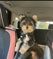 Milo, a male Yorkshire Terrier for sale in Evansville, IN – 1 of 9