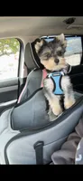 Milo, a male Yorkshire Terrier for sale in Evansville, IN – 5 of 9