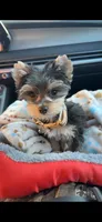 Milo, a male Yorkshire Terrier for sale in Evansville, IN – 3 of 9