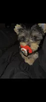 Milo, a male Yorkshire Terrier for sale in Evansville, IN – 8 of 9
