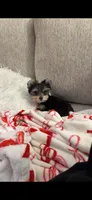 Milo, a male Yorkshire Terrier for sale in Evansville, IN – 6 of 9