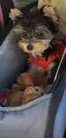 Milo, a male Yorkshire Terrier for sale in Evansville, IN – 9 of 9