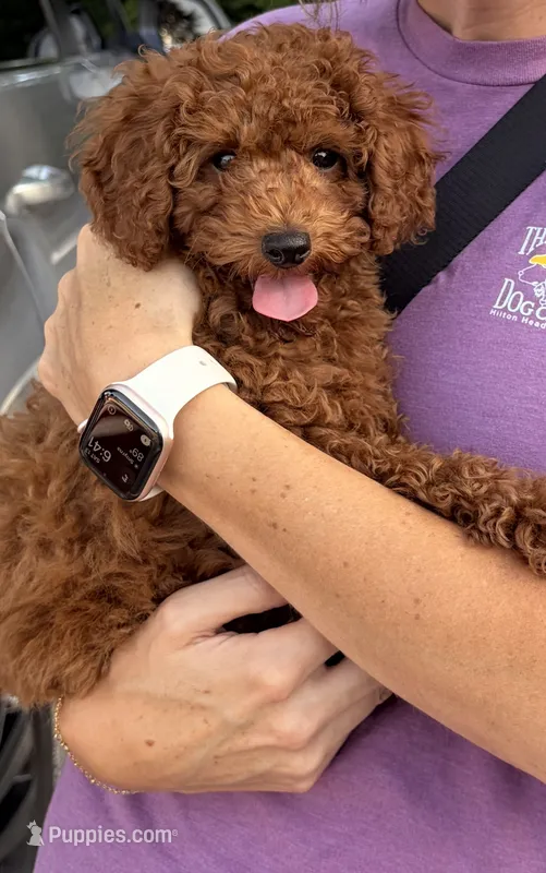 Lincoln – Poodle - Toy  puppy for sale in Cumming, GA