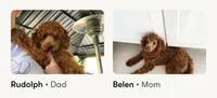 Lincoln, a male Poodle - Toy  for sale in Cumming, GA – 2 of 3