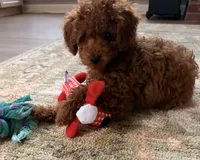 Lincoln, a male Poodle - Toy  for sale in Cumming, GA – 3 of 3
