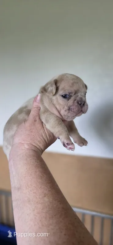 Ripley – French Bulldog puppy for sale in Vidalia, GA
