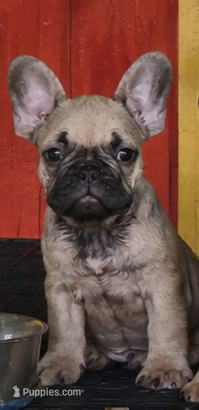 Reba – French Bulldog puppy for sale in Vidalia, GA
