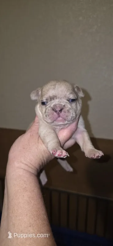 Ripley – French Bulldog puppy for sale in Vidalia, GA