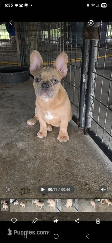 Ripley – French Bulldog puppy for sale in Vidalia, GA