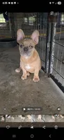 Ripley, a male French Bulldog for sale in Vidalia, GA – 1 of 4