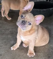 Ripley, a male French Bulldog for sale in Vidalia, GA – 2 of 4