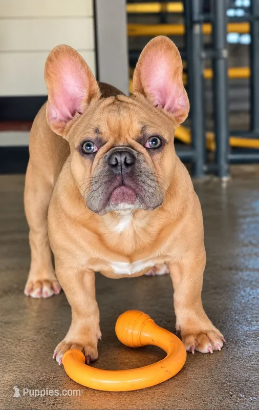 Ripley – French Bulldog puppy for sale in Vidalia, GA