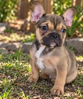 Po-tate-O, a male French Bulldog for sale in Vidalia, GA – 2 of 4