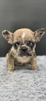 Reign, a female French Bulldog for sale in Vidalia, GA – 3 of 6