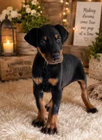 Ariea, a female Doberman Pinscher for sale in Vidalia, GA – 1 of 2
