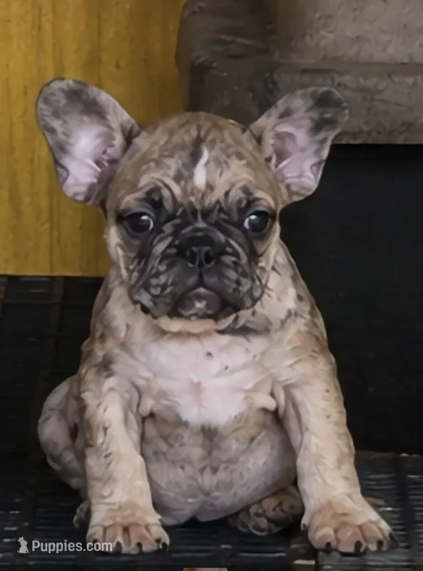 Reign – French Bulldog puppy for sale in Vidalia, GA