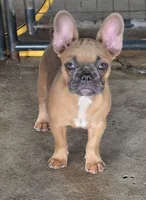 Rhyman, a female French Bulldog for sale in Vidalia, GA – 2 of 4
