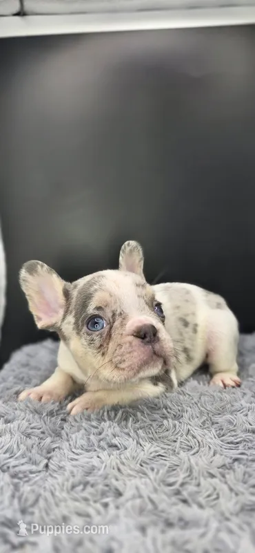 Rhylee – French Bulldog puppy for sale in Vidalia, GA