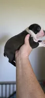Delilah, a female Boston Terrier for sale in Vidalia, GA – 2 of 2