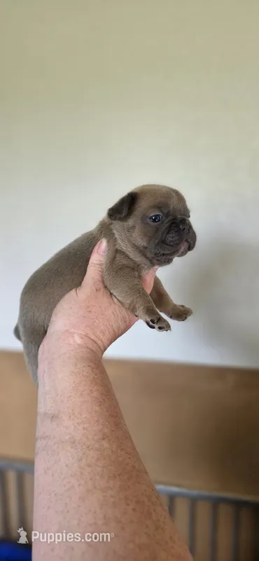 Rhyman – French Bulldog puppy for sale in Vidalia, GA