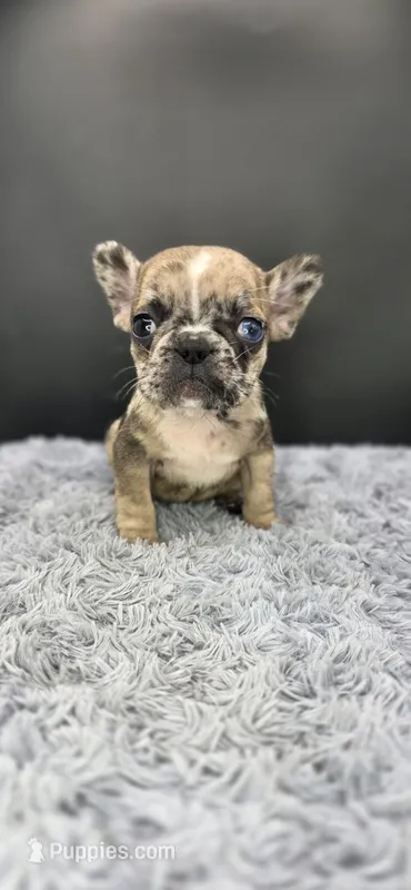 Reign  – French Bulldog puppy for sale in Vidalia, GA