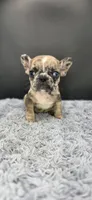 Reign, a female French Bulldog for sale in Vidalia, GA – 1 of 6