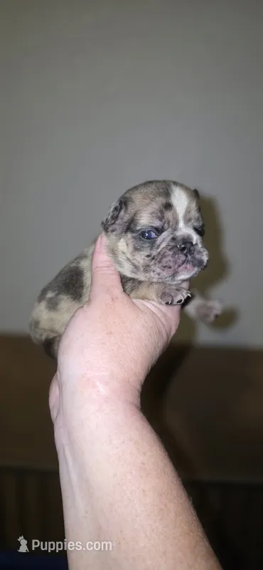 Reign  – French Bulldog puppy for sale in Vidalia, GA