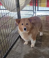 Siren, a female Pembroke Welsh Corgi for sale in Vidalia, GA – Photo 1 of 2