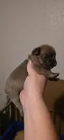 Rhyman, a female French Bulldog for sale in Vidalia, GA – 4 of 5