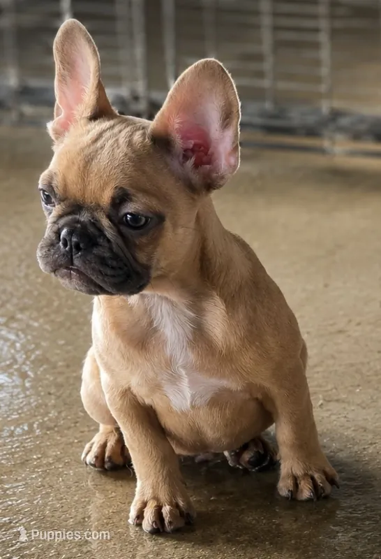 Rhyman – French Bulldog puppy for sale in Vidalia, GA