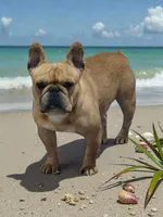 Rhyman, a female French Bulldog for sale in Vidalia, GA – 4 of 4