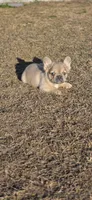 Piper, a female French Bulldog for sale in Vidalia, GA – Photo 3 of 5